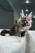 Carine | Maine Coon Kitten