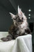 Carine | Maine Coon Kitten