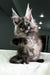 Carine | Maine Coon Kitten