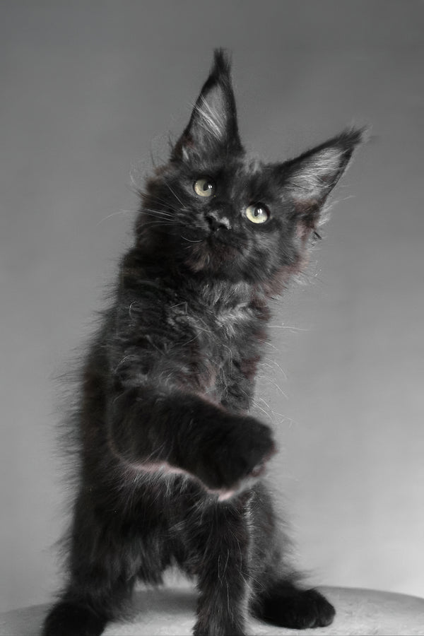 Chanelle | Maine Coon Kitten
