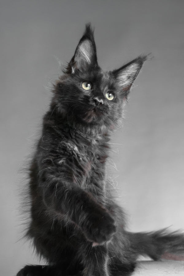 Chanelle | Maine Coon Kitten