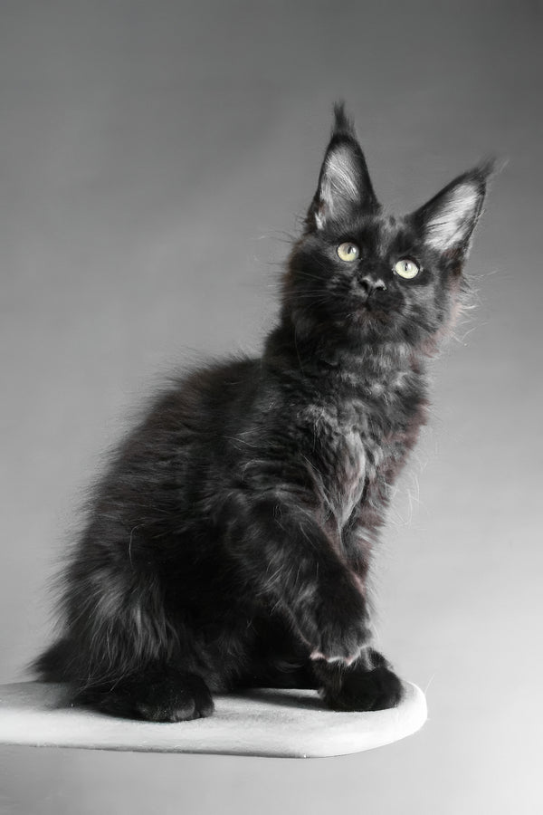 Chanelle | Maine Coon Kitten