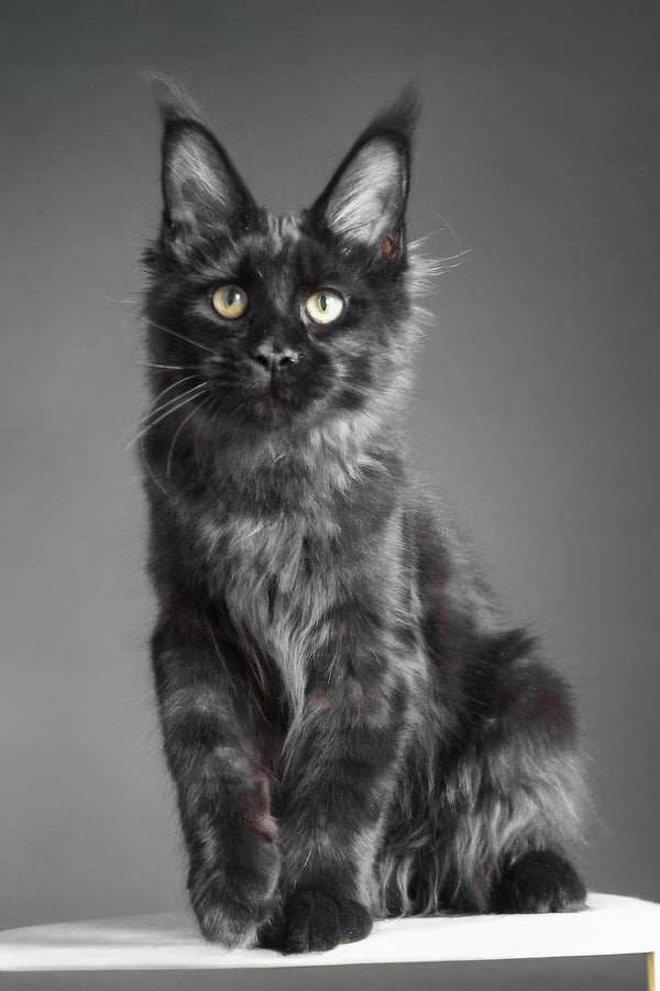 Chanelle | Maine Coon Kitten