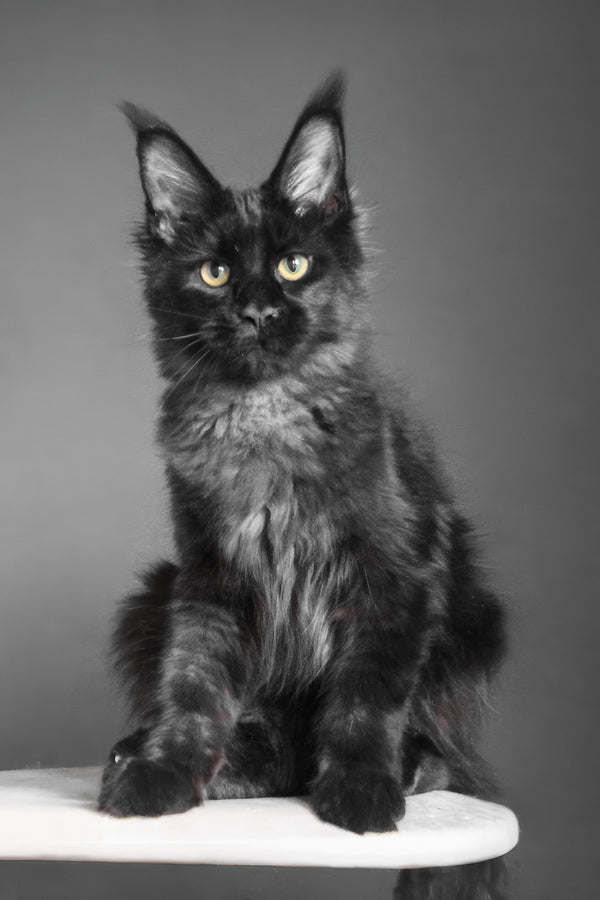 Chanelle | Maine Coon Kitten