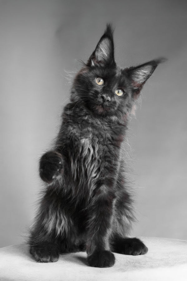 Chanelle | Maine Coon Kitten