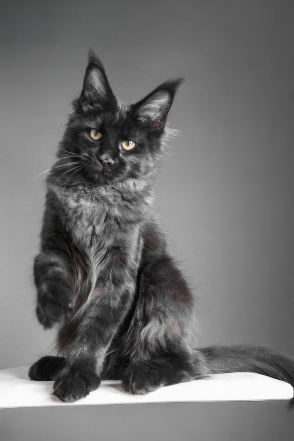 Chanelle | Maine Coon Kitten