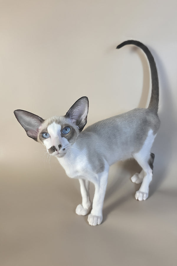 Cheesecake | Oriental Shorthair Kitten