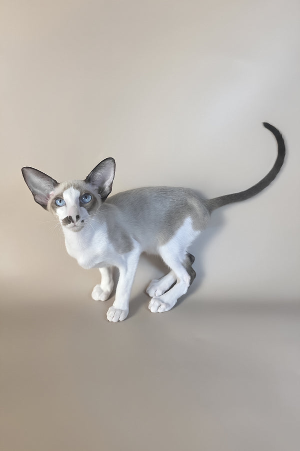 Cheesecake | Oriental Shorthair Kitten