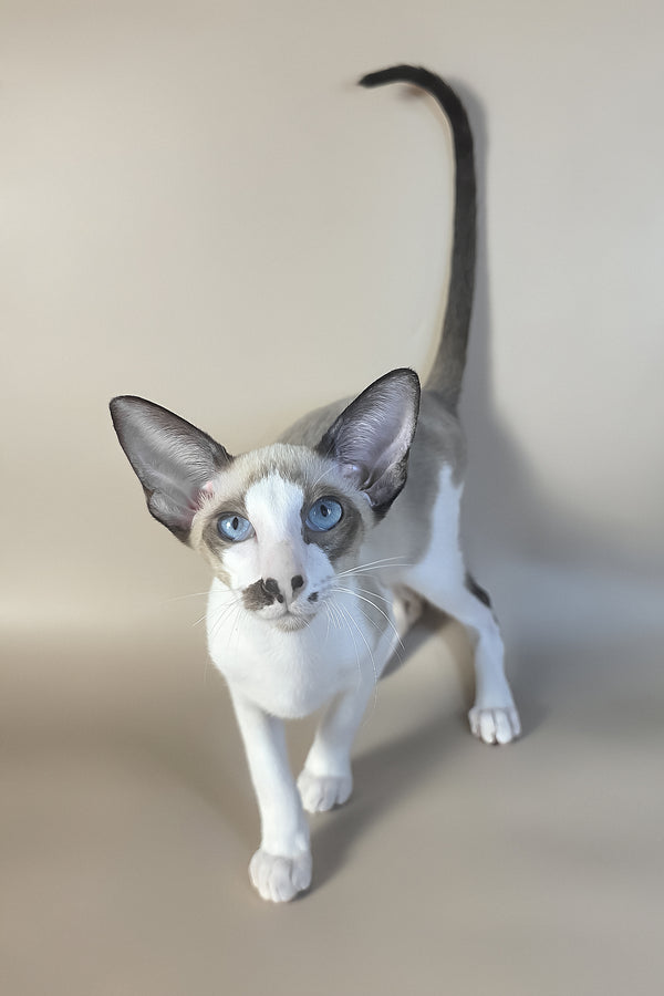 Cheesecake | Oriental Shorthair Kitten