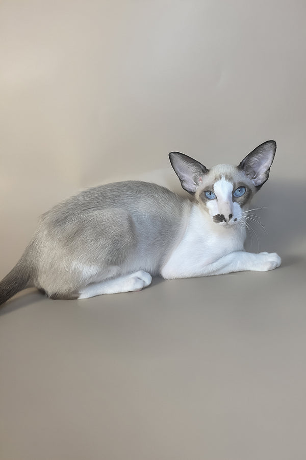 Cheesecake | Oriental Shorthair Kitten