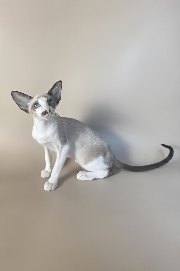 Cheesecake | Oriental Shorthair Kitten