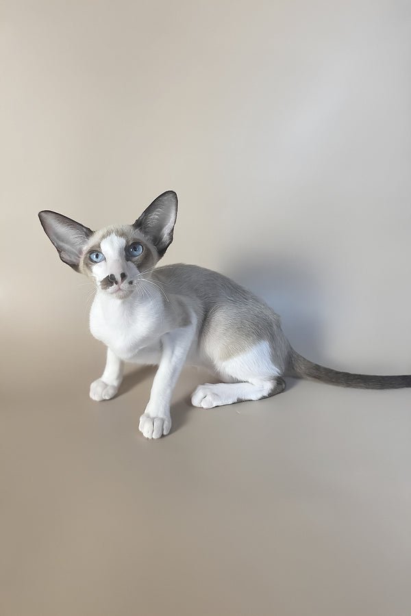 Cheesecake | Oriental Shorthair Kitten