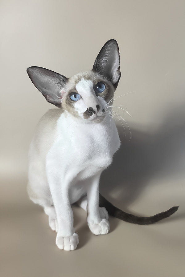 Cheesecake | Oriental Shorthair Kitten