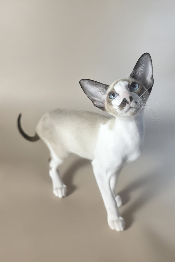 Cheesecake | Oriental Shorthair Kitten