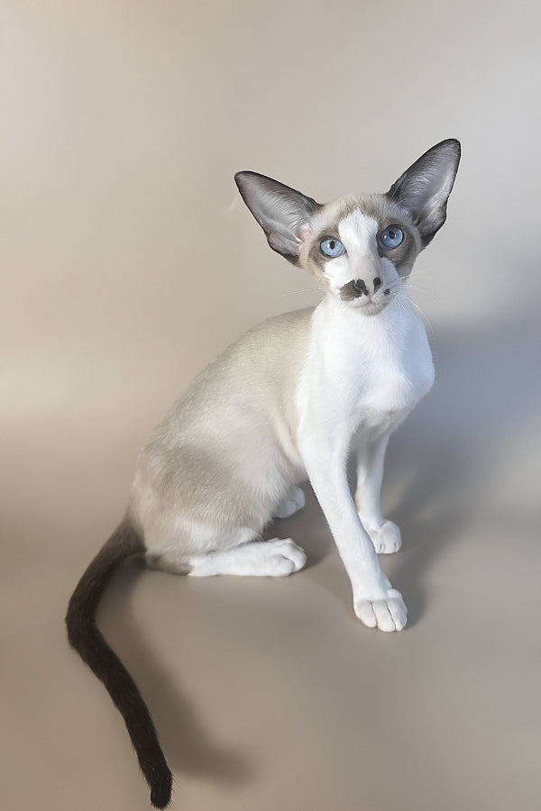 Cheesecake | Oriental Shorthair Kitten