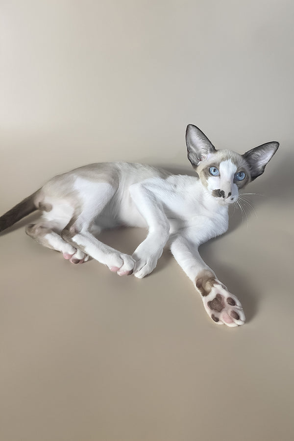 Cheesecake | Oriental Shorthair Kitten