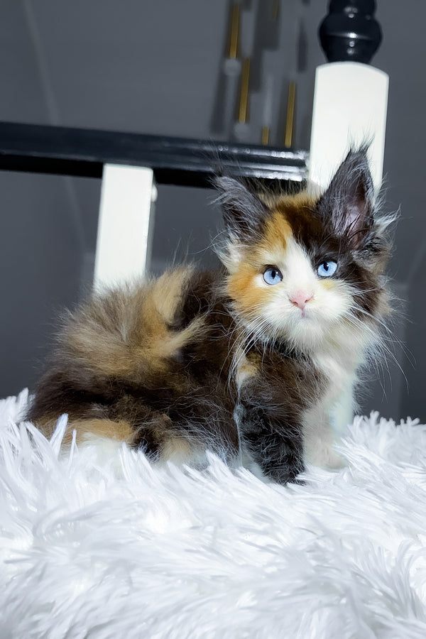 Cleopatra | Maine Coon Kitten