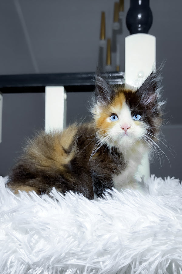 Cleopatra | Maine Coon Kitten