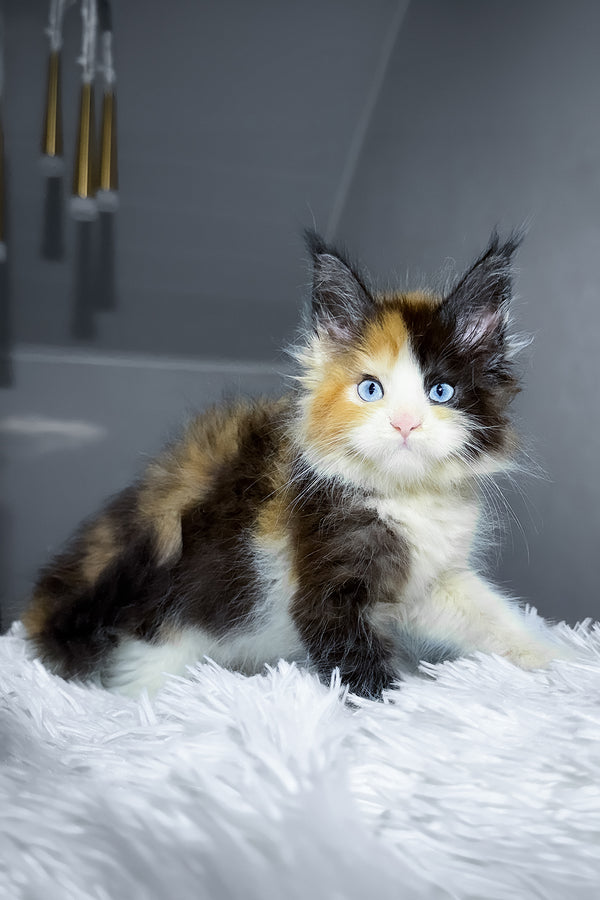 Cleopatra | Maine Coon Kitten