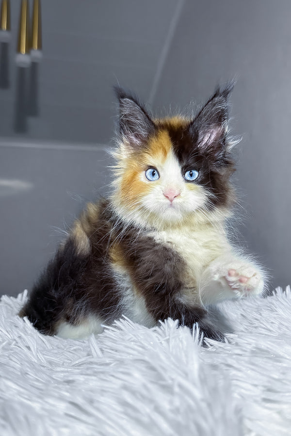 Cleopatra | Maine Coon Kitten