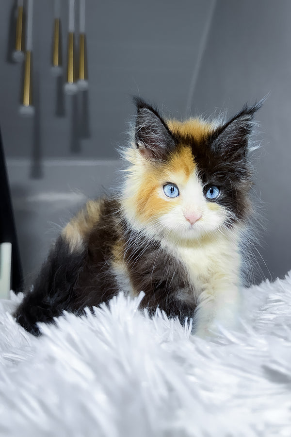 Cleopatra | Maine Coon Kitten