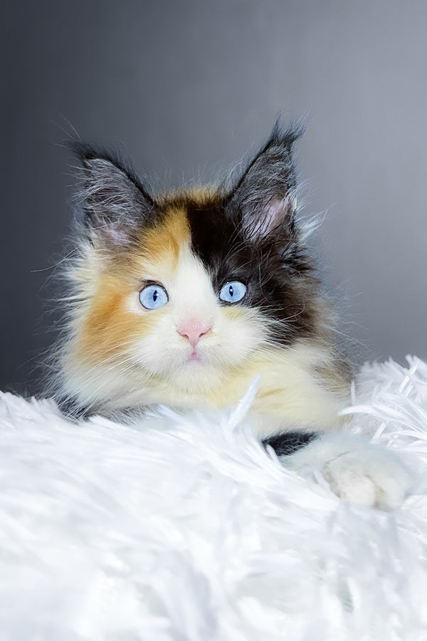 Cleopatra | Maine Coon Kitten