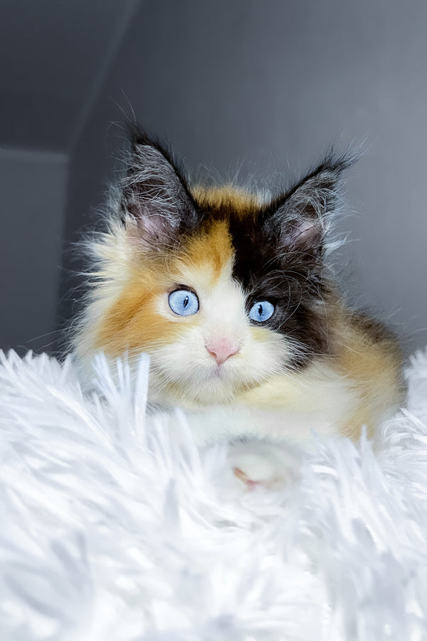 Cleopatra | Maine Coon Kitten
