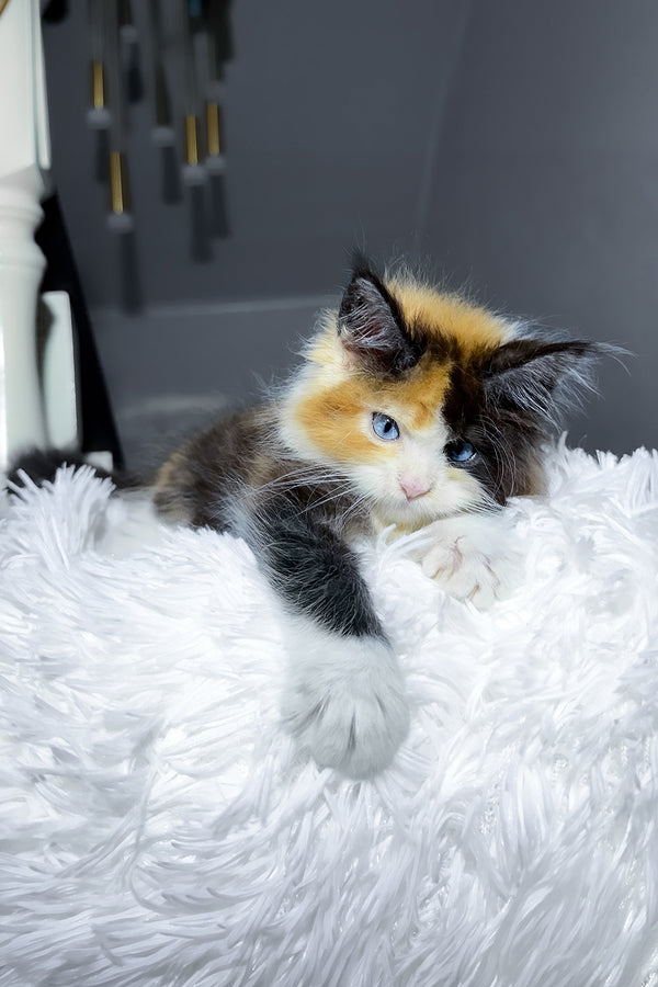 Cleopatra | Maine Coon Kitten
