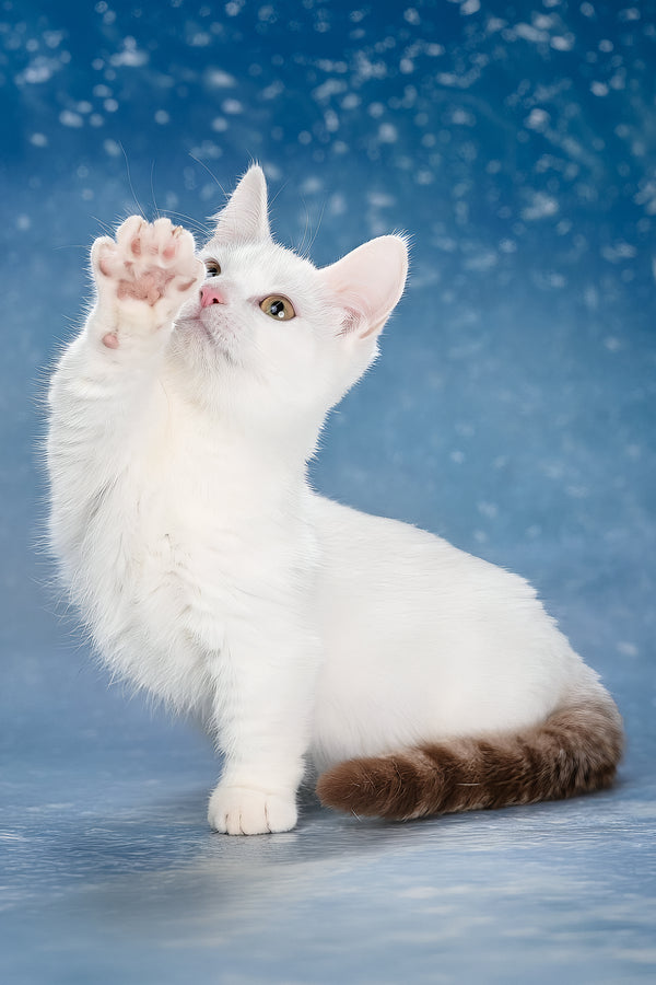 Coffee | Munchkin Kitten
