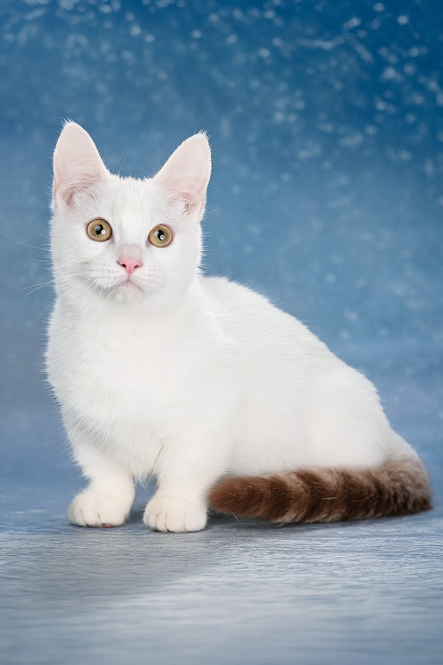 Coffee | Munchkin Kitten