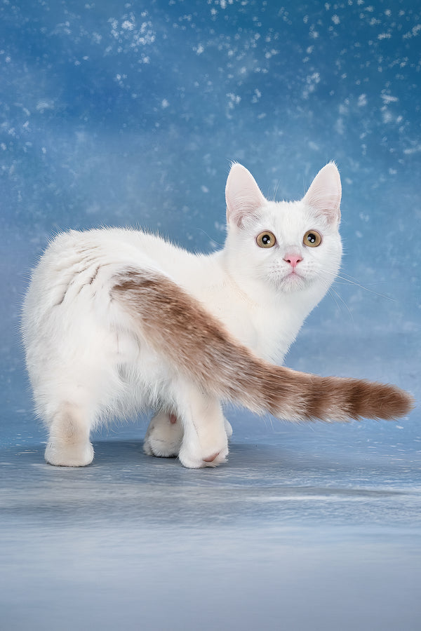 Coffee | Munchkin Kitten