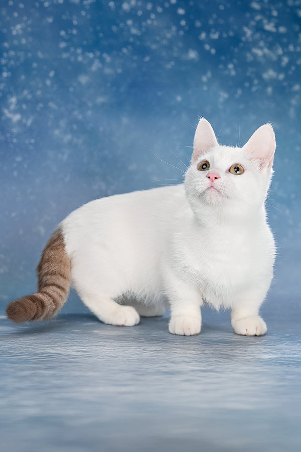 Coffee | Munchkin Kitten