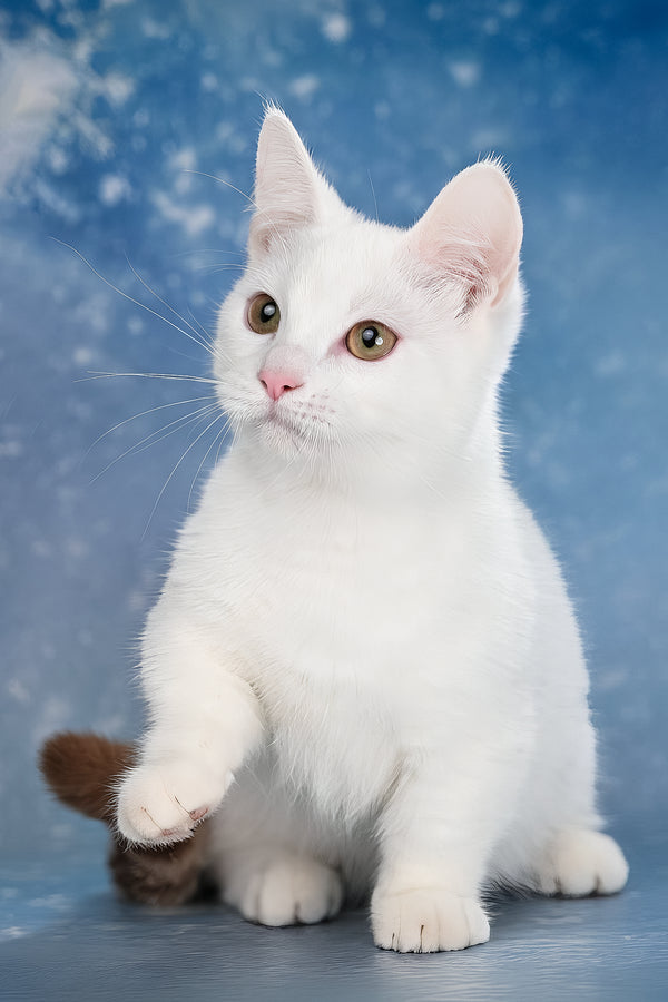 Coffee | Munchkin Kitten