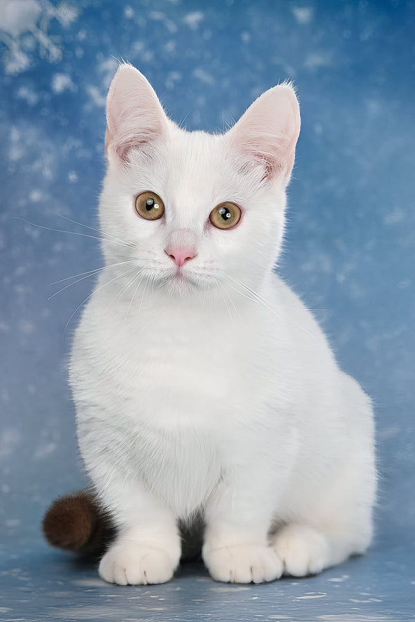 Coffee | Munchkin Kitten