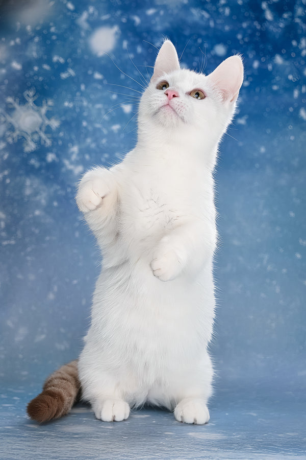 Coffee | Munchkin Kitten