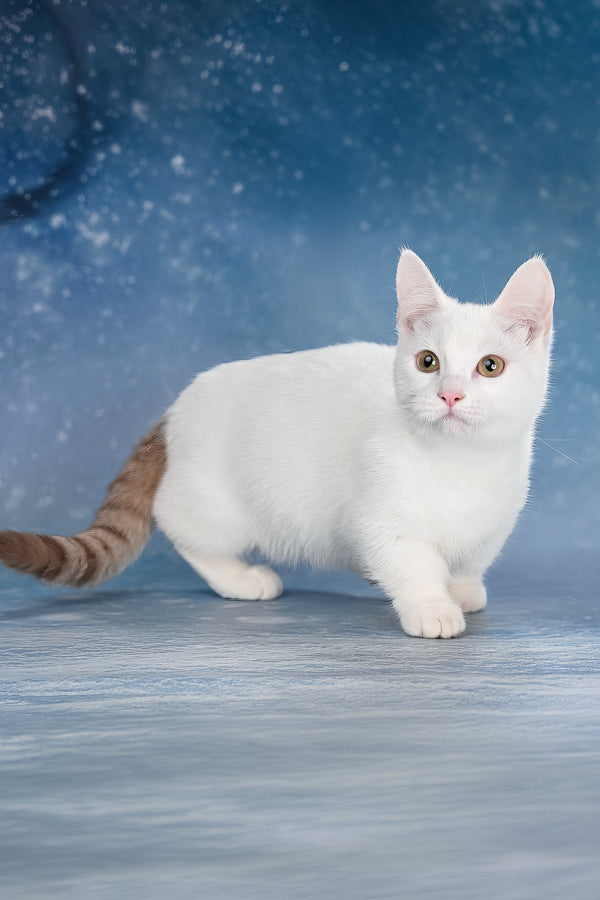 Coffee | Munchkin Kitten