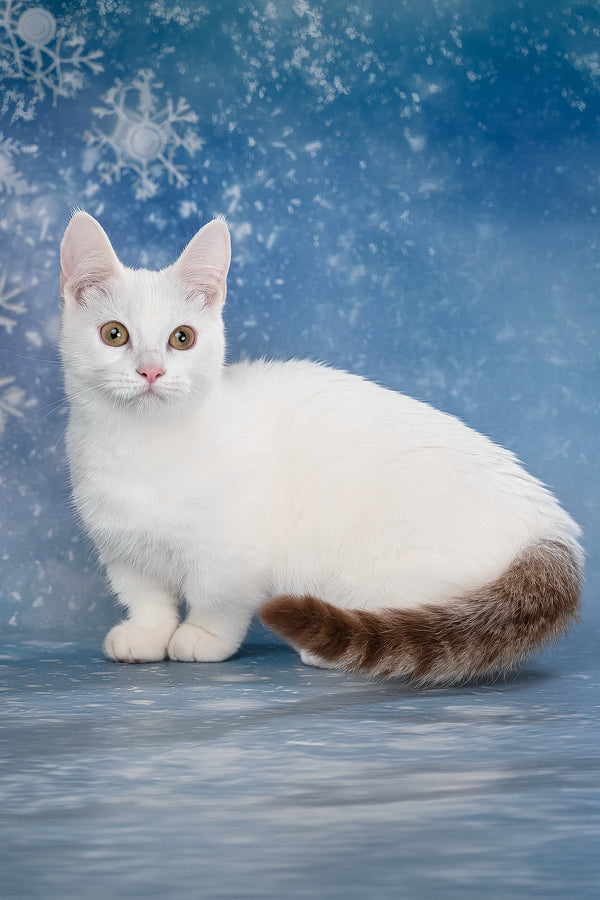 Coffee | Munchkin Kitten