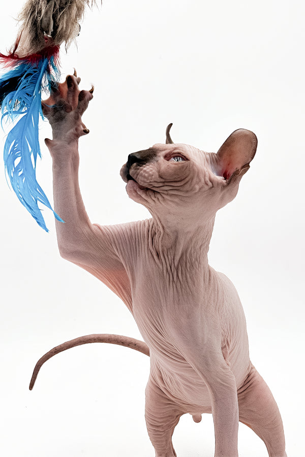 Cruise | Dwelf Sphynx Kitten