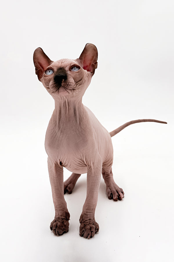 Cruise | Dwelf Sphynx Kitten