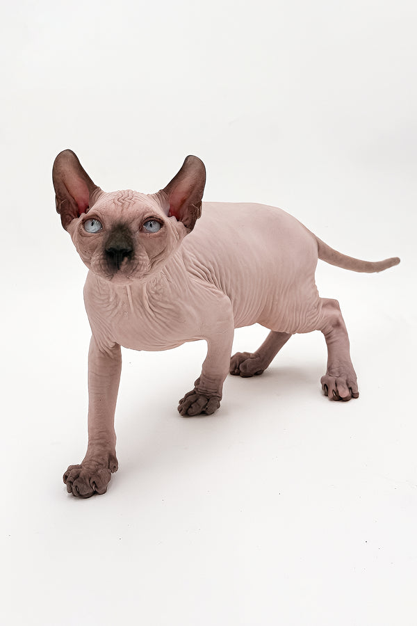 Cruise | Dwelf Sphynx Kitten