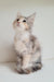 Jemma | Maine Coon Kitten
