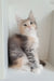 Jemma | Maine Coon Kitten