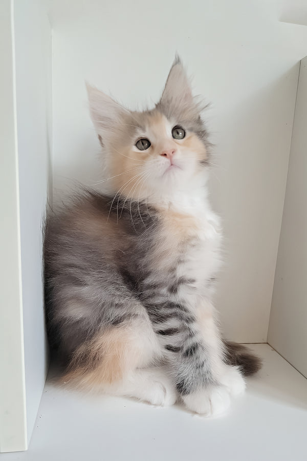 Jemma | Maine Coon Kitten