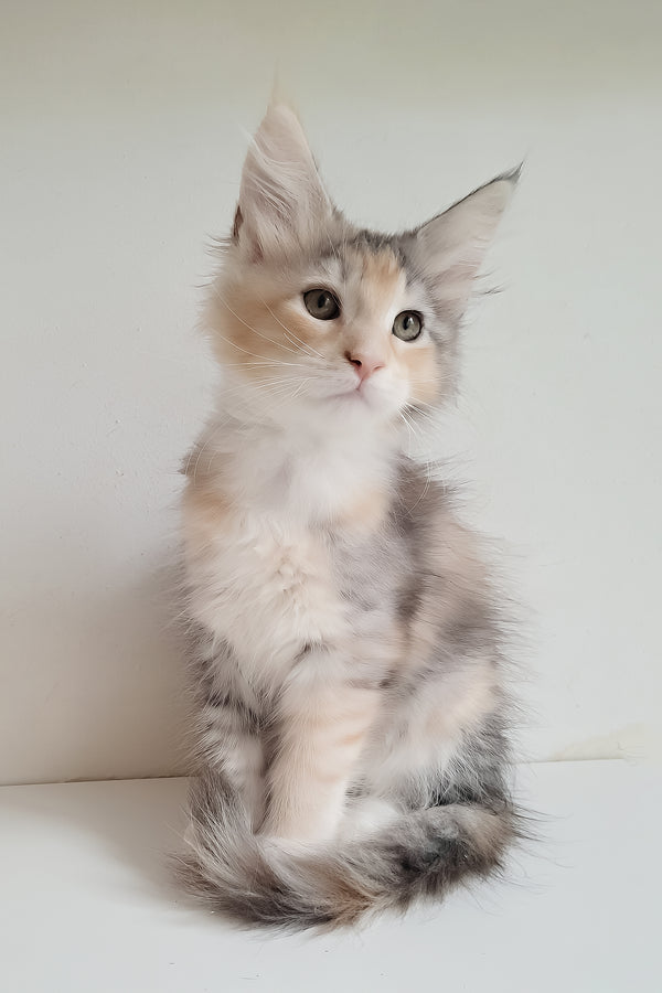 Jemma | Maine Coon Kitten