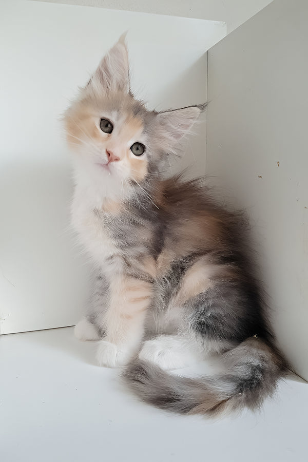 Jemma | Maine Coon Kitten