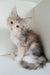 Jemma | Maine Coon Kitten