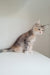 Jemma | Maine Coon Kitten