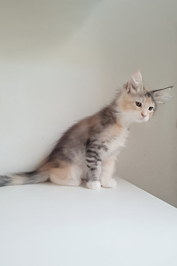 Jemma | Maine Coon Kitten