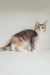 Jemma | Maine Coon Kitten