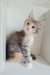 Jemma | Maine Coon Kitten